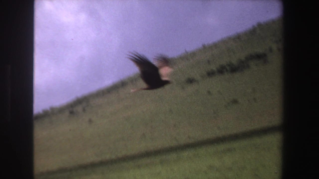 Bird in flight over a sloping grassy field and pale sky.