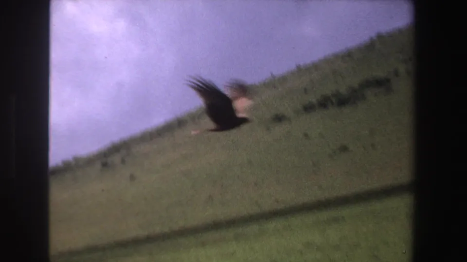 1969 South Africa 8mm frame with a bird lifting above a grassy slope against pale blue sky.