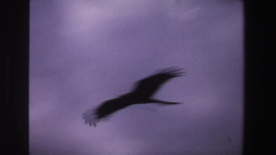 1969 South Africa 8mm frame with a dark bird silhouette spread across the pale sky.