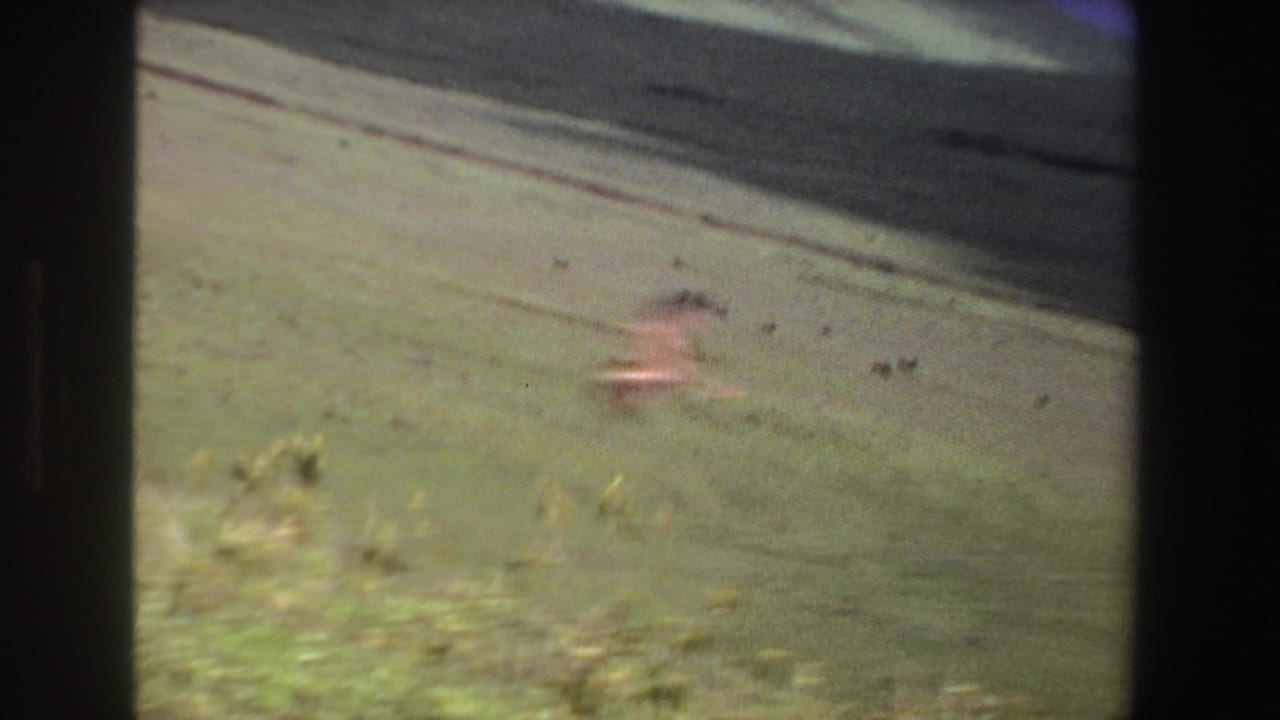 A blurred bird flies across a grassy South African hillside in a soft 8mm frame from 1969.
