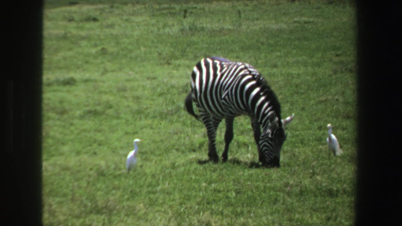 Zebra grazes in green grass with two white birds nearby and a dark frame edge at left.