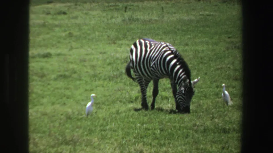 1969 South Africa 8mm frame of a zebra grazing in green grassland between two white birds.