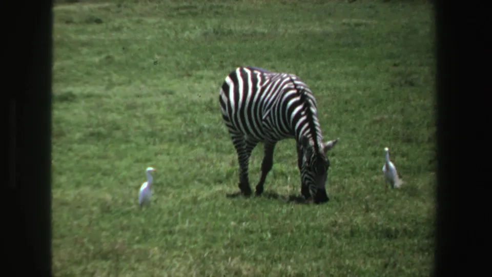 1969 South Africa 8mm frame showing a zebra grazing in open grassland with white birds nearby.