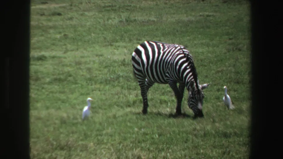 1969 South Africa 8mm frame of a zebra grazing in grassland as two white birds stand nearby.