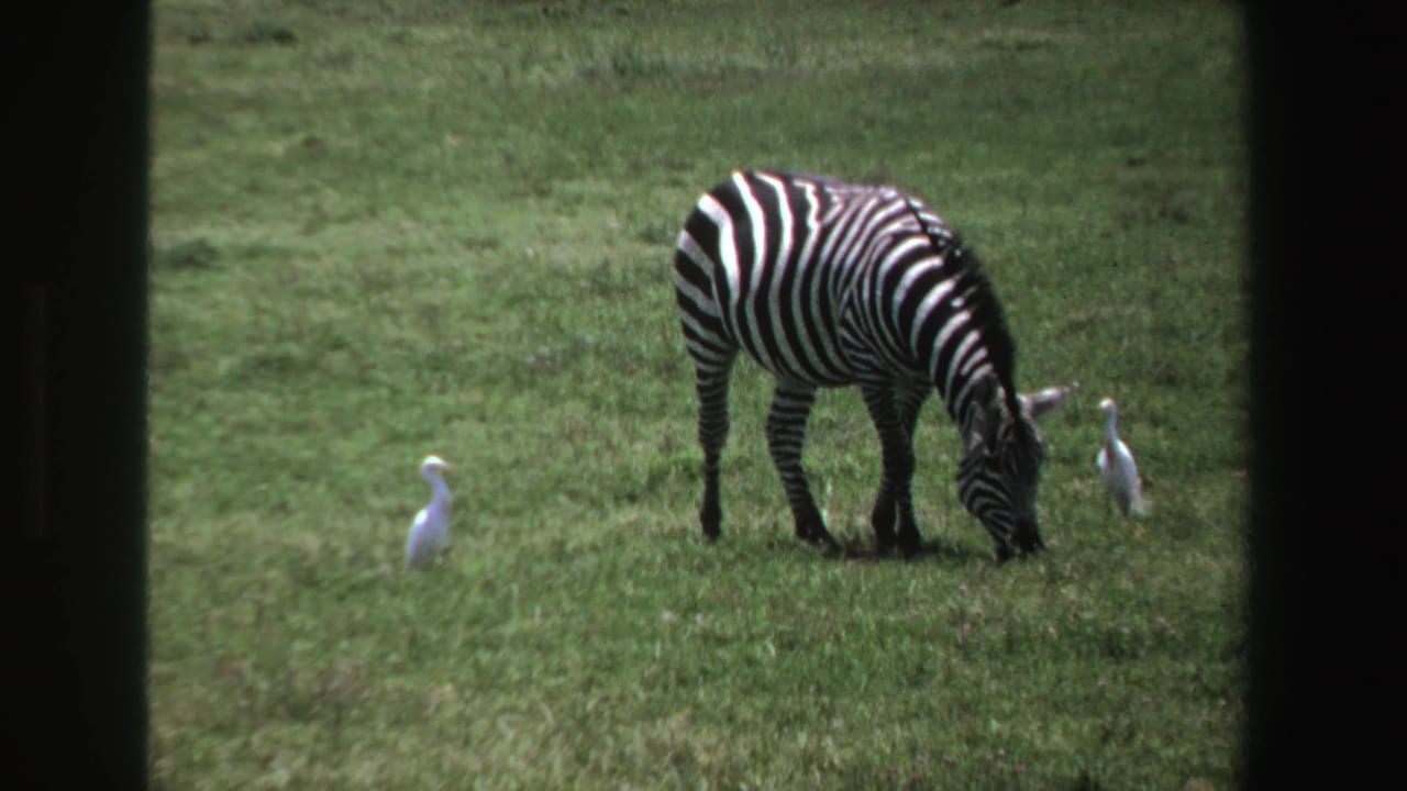 Zebra grazing in a grassy field with two pale birds nearby.