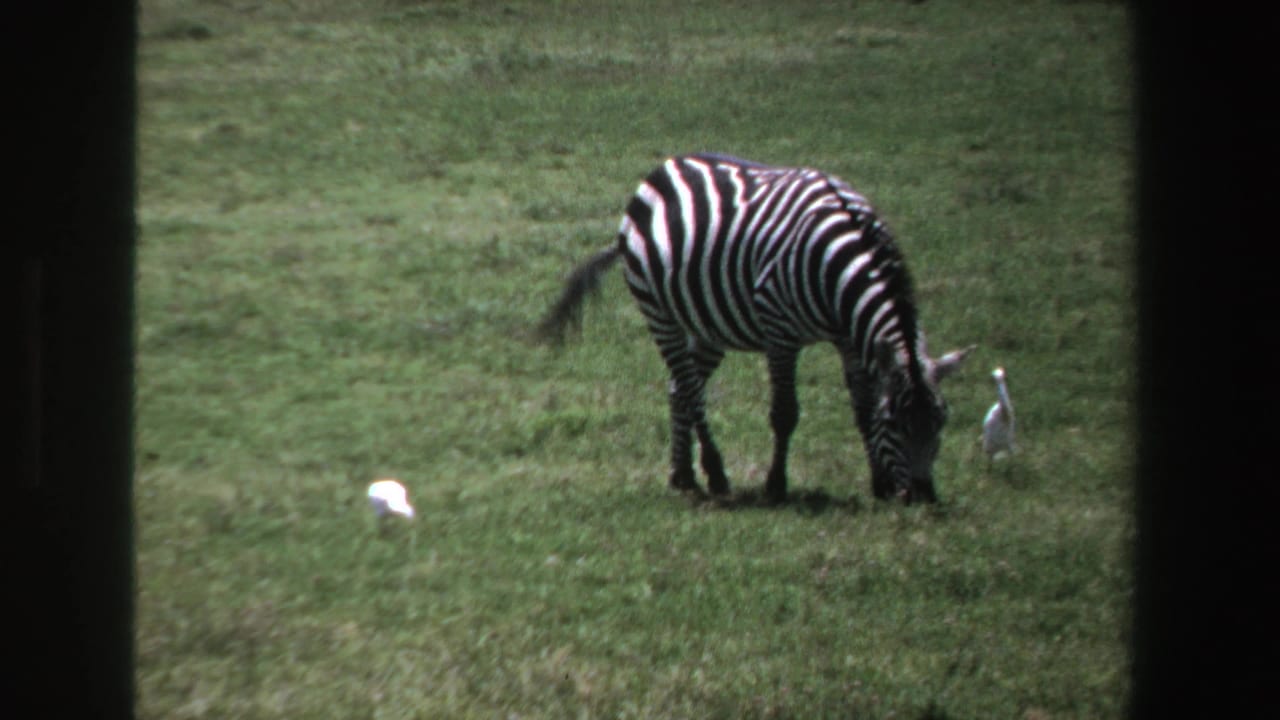A zebra grazes in a South African field, with pale birds nearby and dark borders suggesting a filmed-through opening.