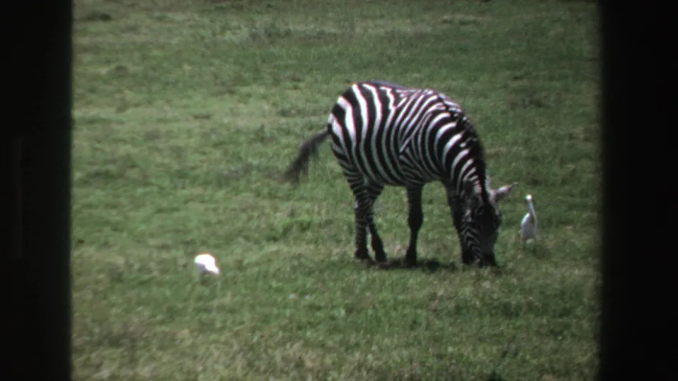 A zebra grazes in a South African field, with pale birds nearby and dark borders suggesting a filmed-through opening.