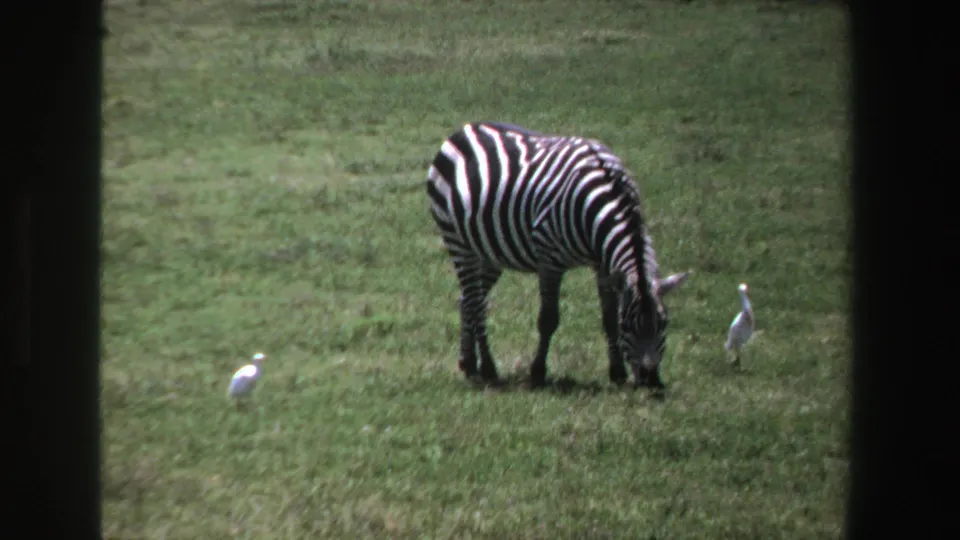 1969 8mm wildlife frame of a zebra feeding in a grassy South African field with two white birds nearby.