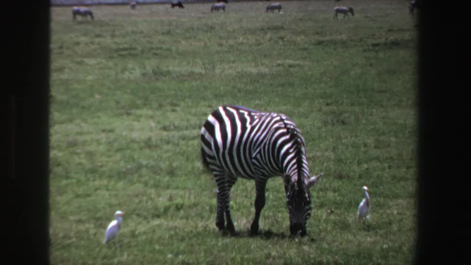 A zebra grazes in the foreground while pale birds stand nearby and distant animals are visible across the field.