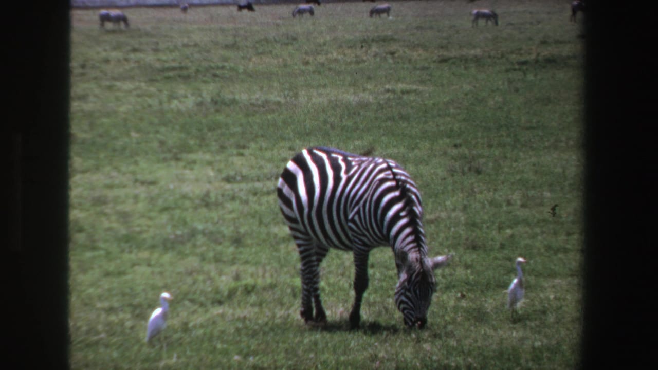 Zebra grazing in green grass with two white egrets nearby and distant animals in the background.
