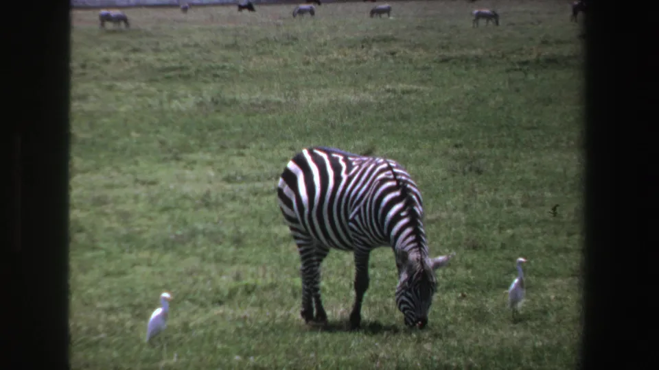 1969 South Africa 8mm frame showing a zebra grazing in open grassland with white egrets and distant wildlife beyond.