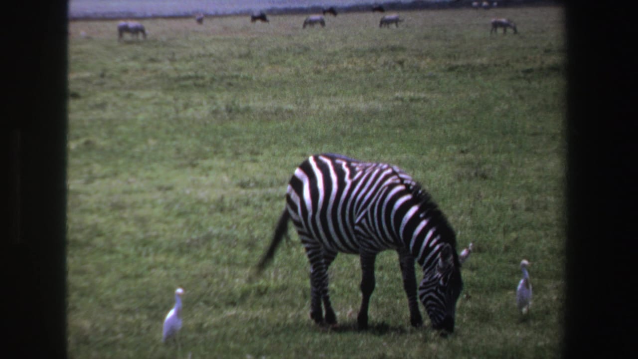 Zebra grazing with white birds nearby in a grassy field, framed by dark film-strip borders.