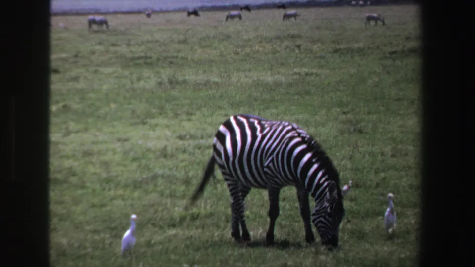 1969 South Africa home-movie frame of a zebra feeding in grass with egrets nearby and faint animals in the distance.