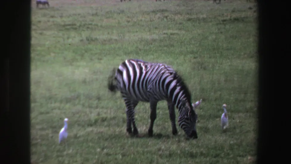 1969 South Africa 8mm frame showing a zebra lowered to graze, with white egrets standing in the grass nearby.