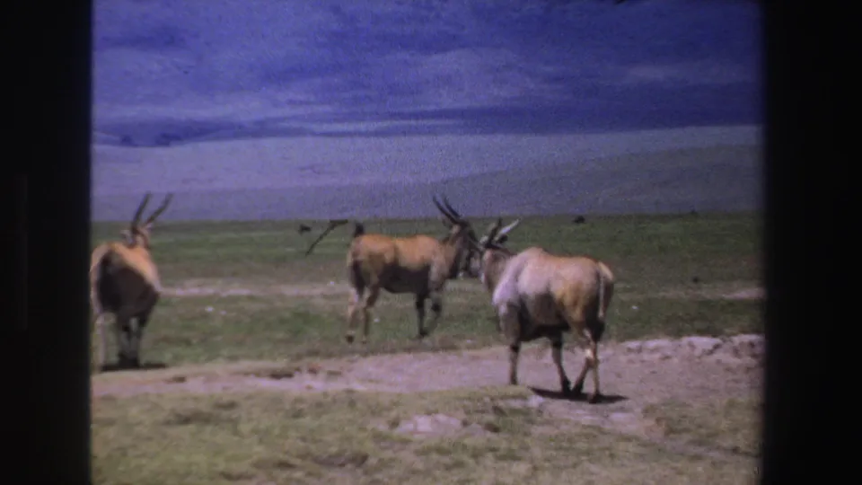 1969 South Africa 8mm frame with antelopes on a dirt track in open savanna under a blue-gray cloudy sky.