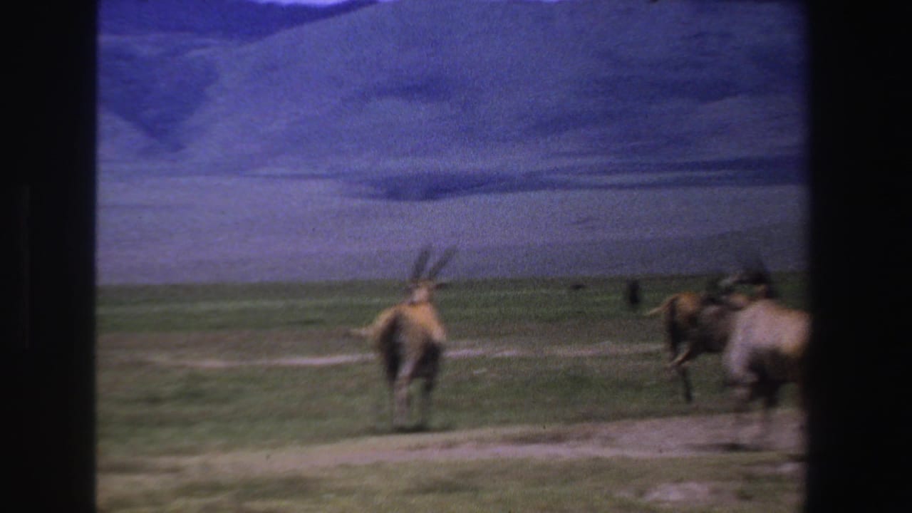 Antelope move across open grassland under a blue clouded sky.