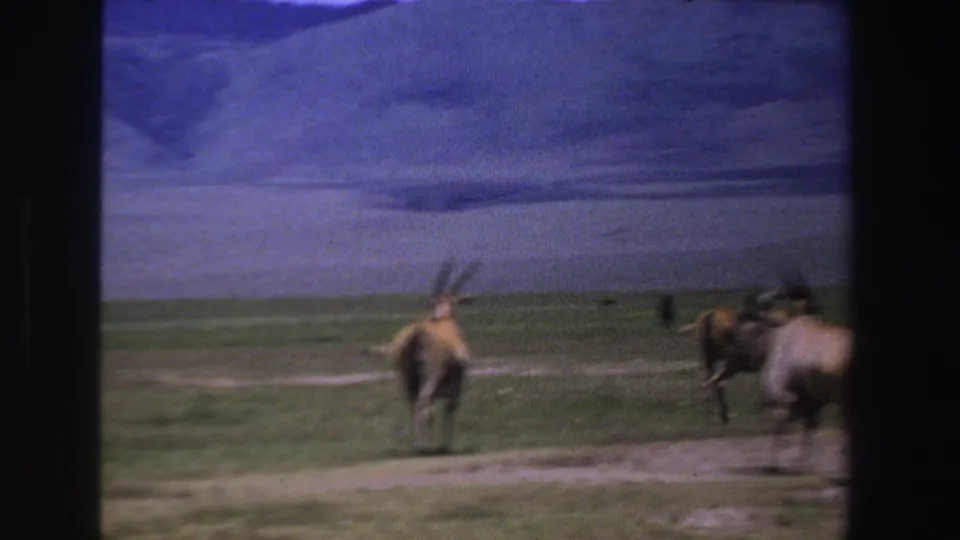 1969 South Africa 8mm frame showing antelope moving across grassy savanna with a dirt track and dark film borders.