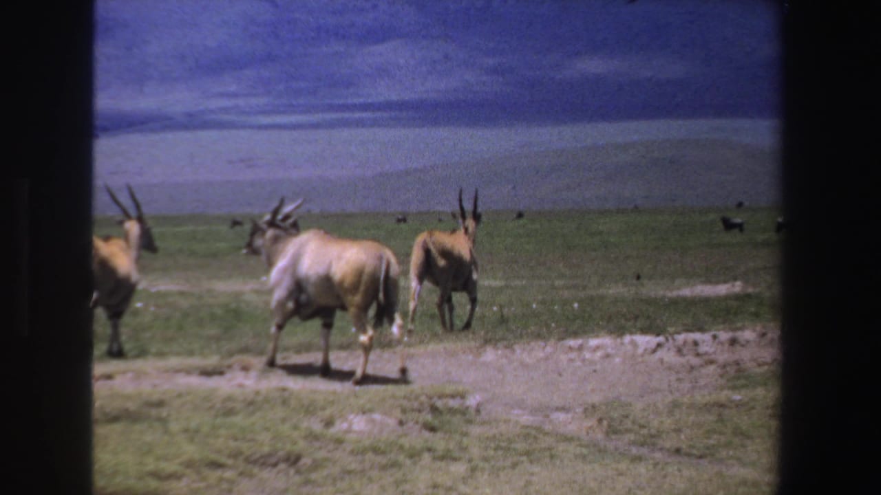 Several horned antelope walk near a dirt path on open grassland.