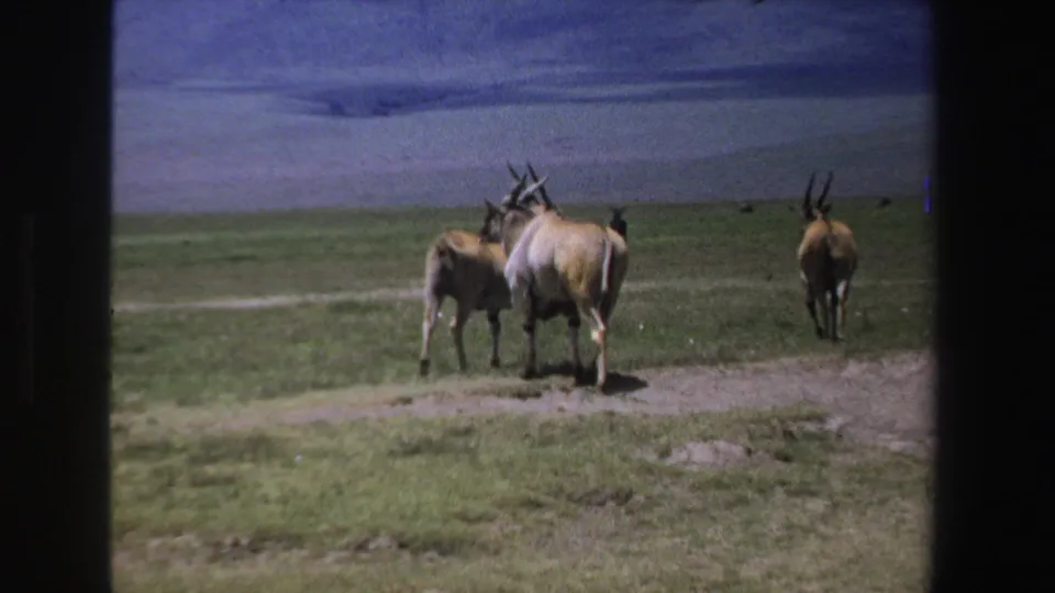 1969 South Africa 8mm still of antelope clustered near a track, with soft focus, grain, and open savanna behind them.