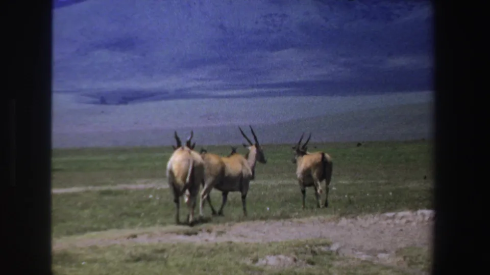 Antelope walk away through South African savanna in a 1969 8mm home-movie frame with dark borders and soft color.