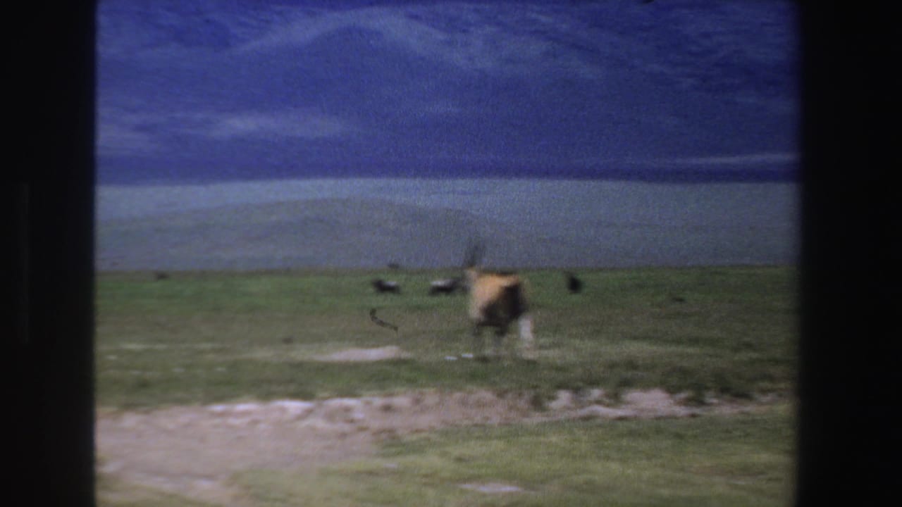 Distant antelope on open grassland beneath a blue sky, framed by dark film borders.