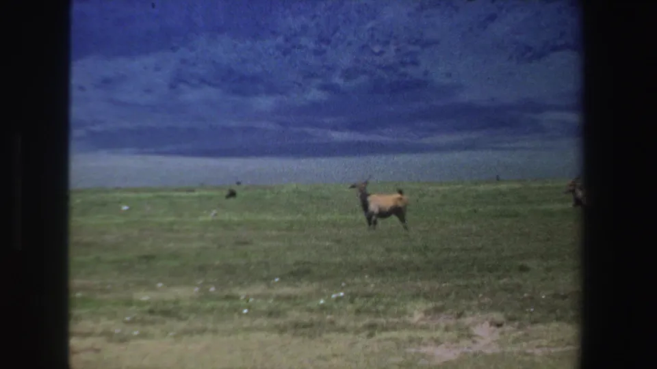 1969 South Africa 8mm frame with an antelope at right on open savanna, captured with handheld blur and saturated color.