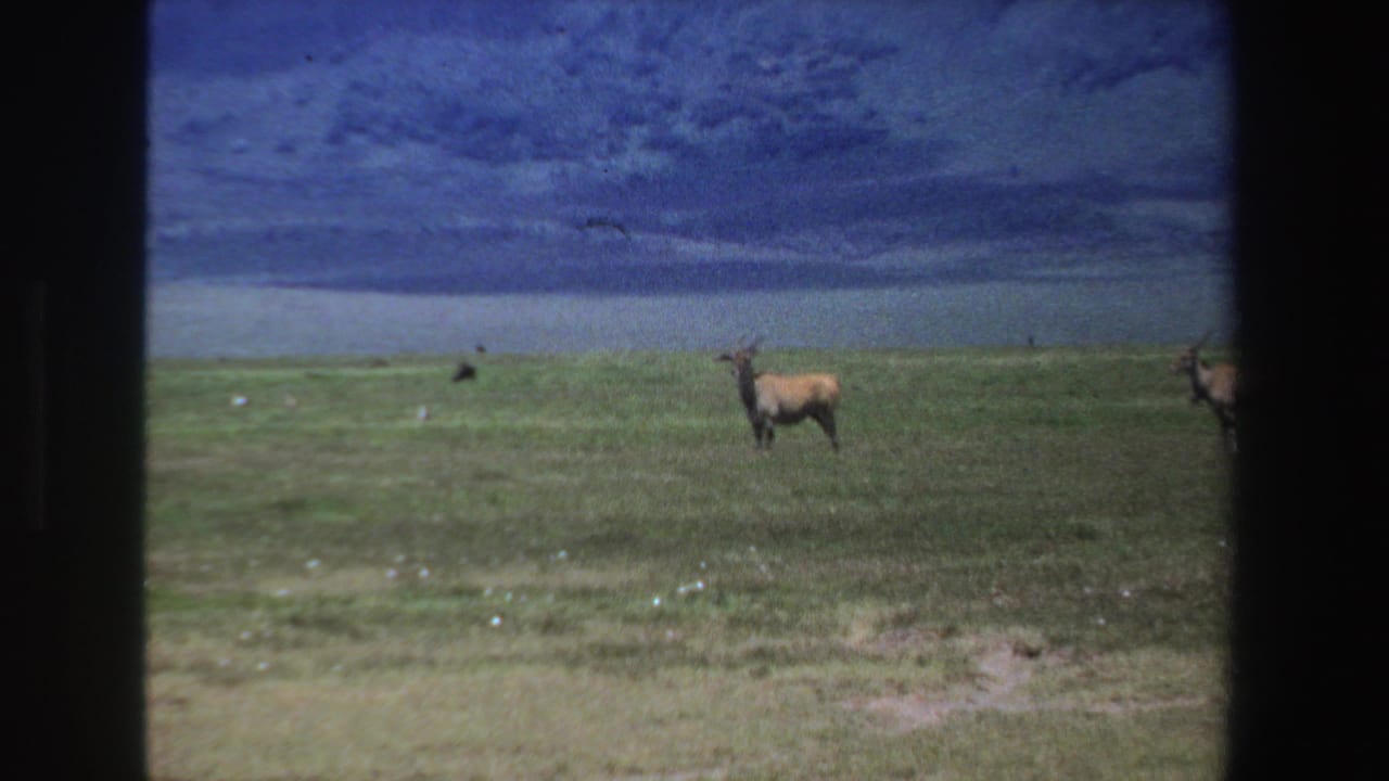 Horned antelope standing on grassy plain beneath dark clouds.
