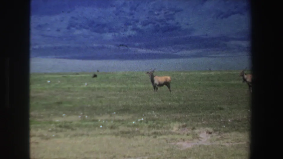 1969 South Africa 8mm frame showing a horned antelope on open grassland under a dark, clouded sky.