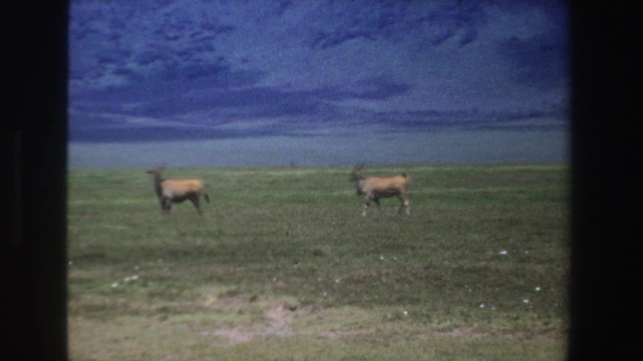 Two horned antelopes walking across open grassland.