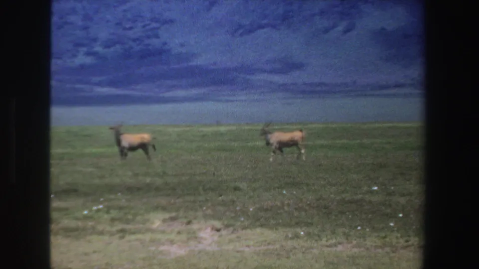 1969 South Africa 8mm frame with two horned antelopes moving across a grassy savannah under heavy blue clouds.