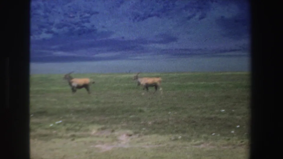 1969 South Africa 8mm frame showing two antelopes crossing open grassland, with one partly blurred by motion.