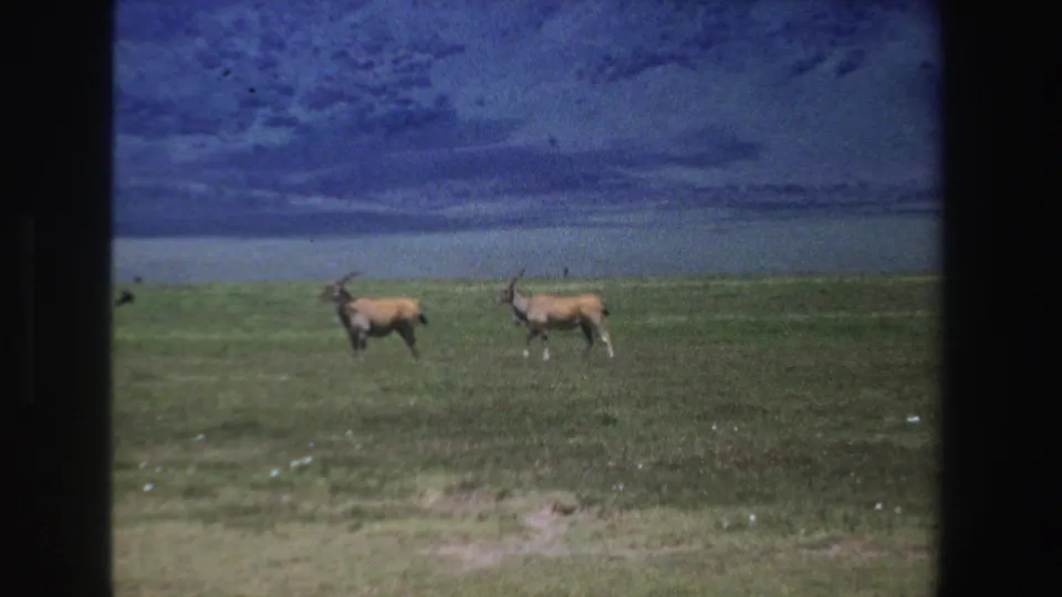 1969 South Africa 8mm frame with two horned antelopes side by side on grassland below a dramatic cloud bank.