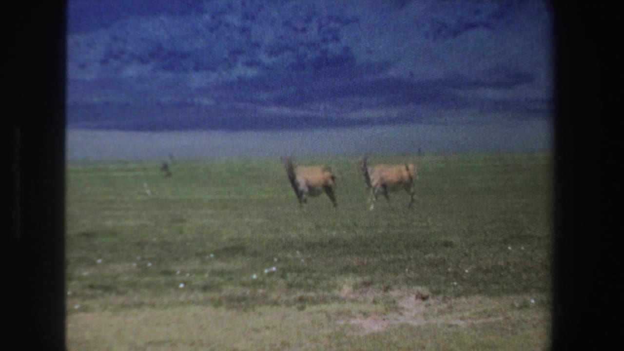 Several antelope move across a grassy plain with dark scan borders and hills in the distance.