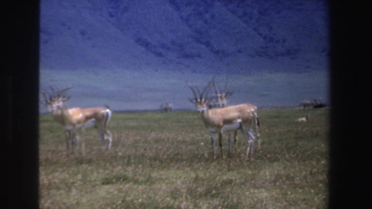 1969 South Africa 8mm frame of horned antelope standing alert on grassland, with distant animals beyond them.