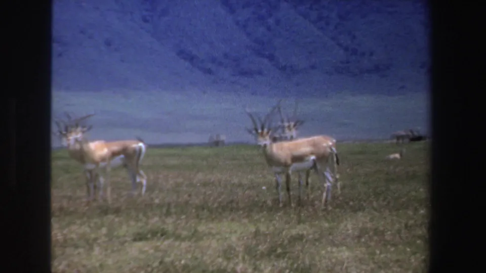 1969 South Africa 8mm frame of horned antelope standing alert on grassland, with distant animals beyond them.