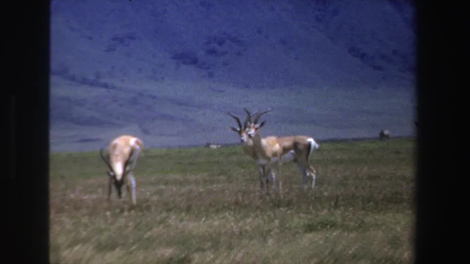 1969 South Africa 8mm frame showing antelope grazing and standing on open grassland beneath distant hills.