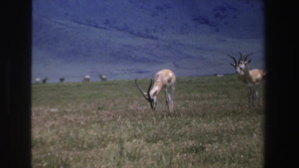 1969 South Africa 8mm frame with a horned antelope feeding on grass and another animal partly framed at right.