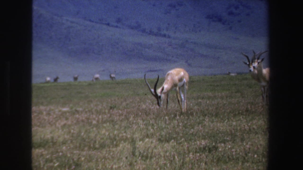 Antelope with long horns grazing in a grassy field with hillside behind it.