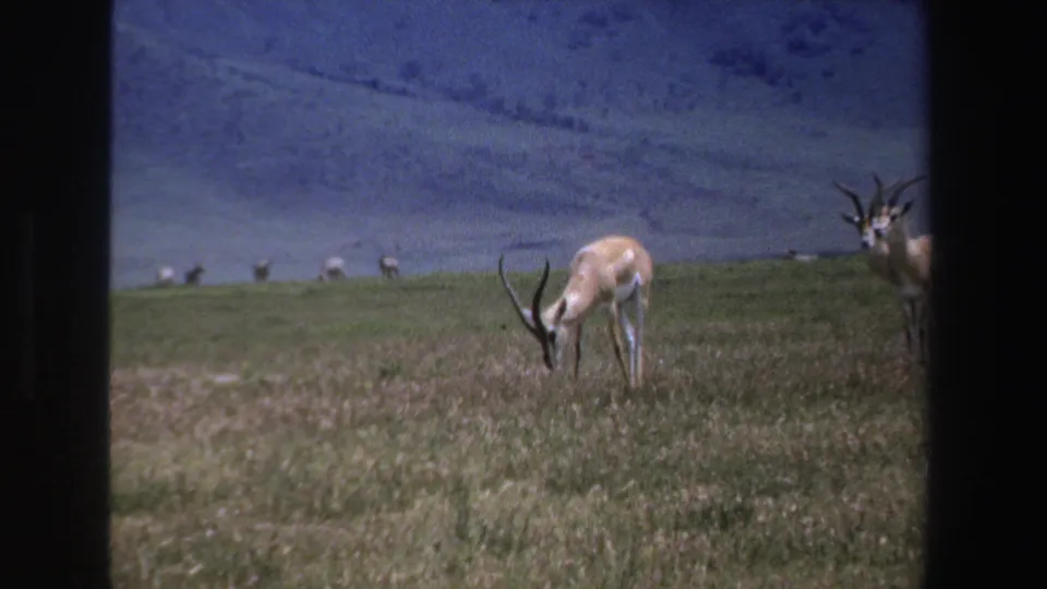 1969 South Africa 8mm frame showing a horned antelope grazing in open grassland with other animals faintly visible near the horizon.