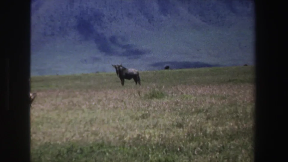 1969 South Africa 8mm frame showing a dark antelope standing in open grassland, with a rolling hillside and film grain visible.