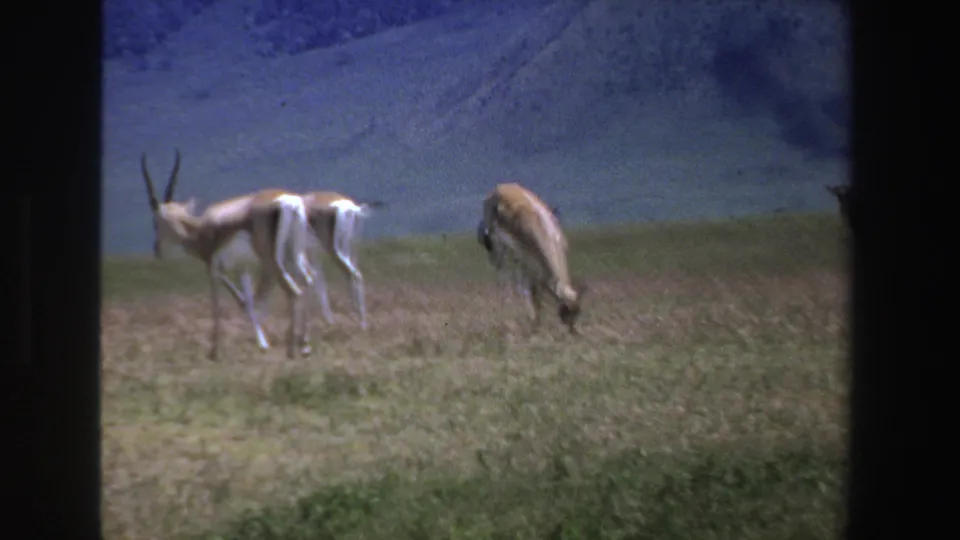 1969 South Africa 8mm frame with two horned antelopes and another grazing animal in open grassland below a dark hillside.