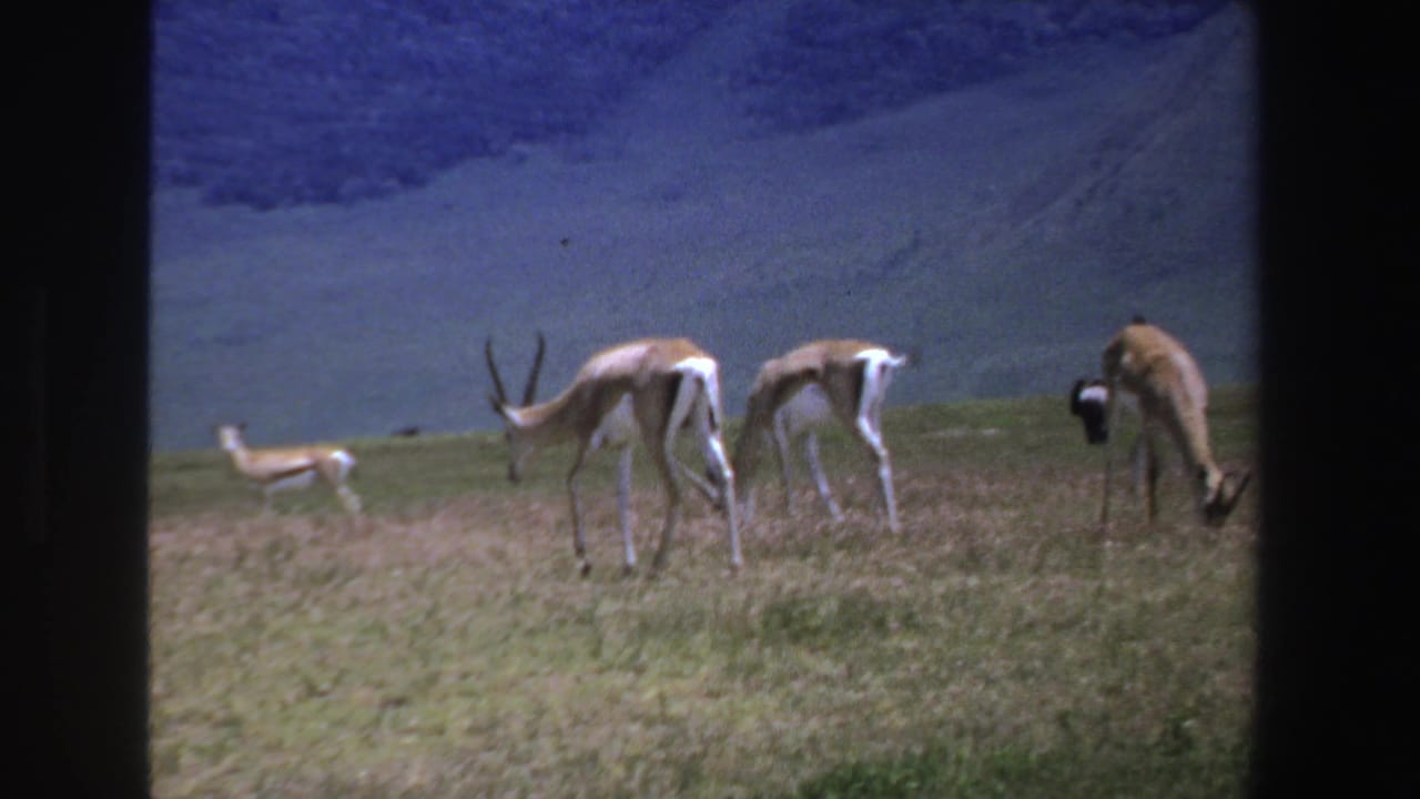 Antelopes graze in a grassy field with a mountain slope behind them.
