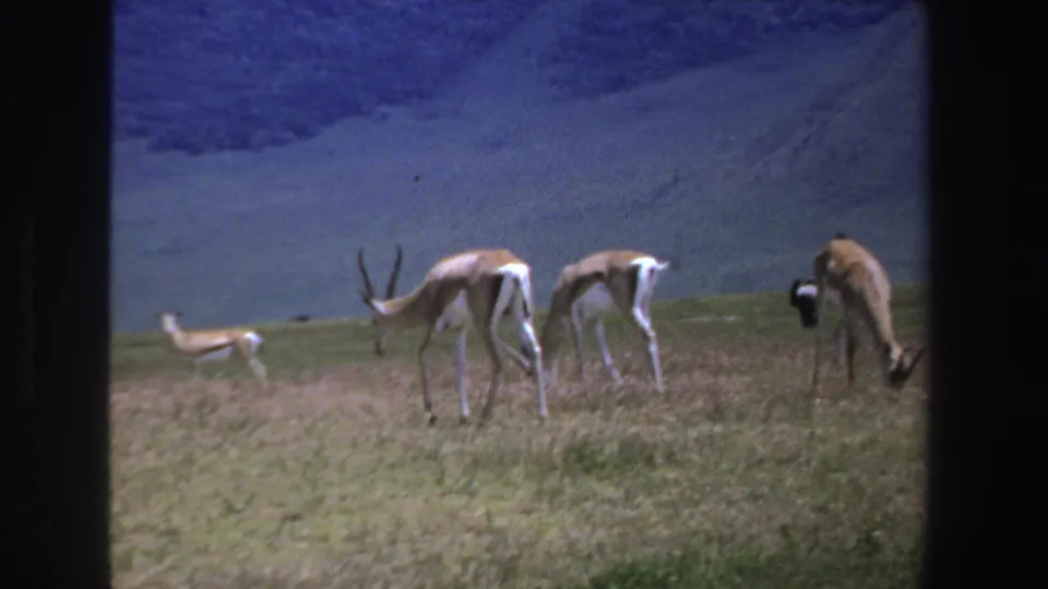 1969 South Africa 8mm frame showing several antelopes grazing in open grass below a dark mountain slope.