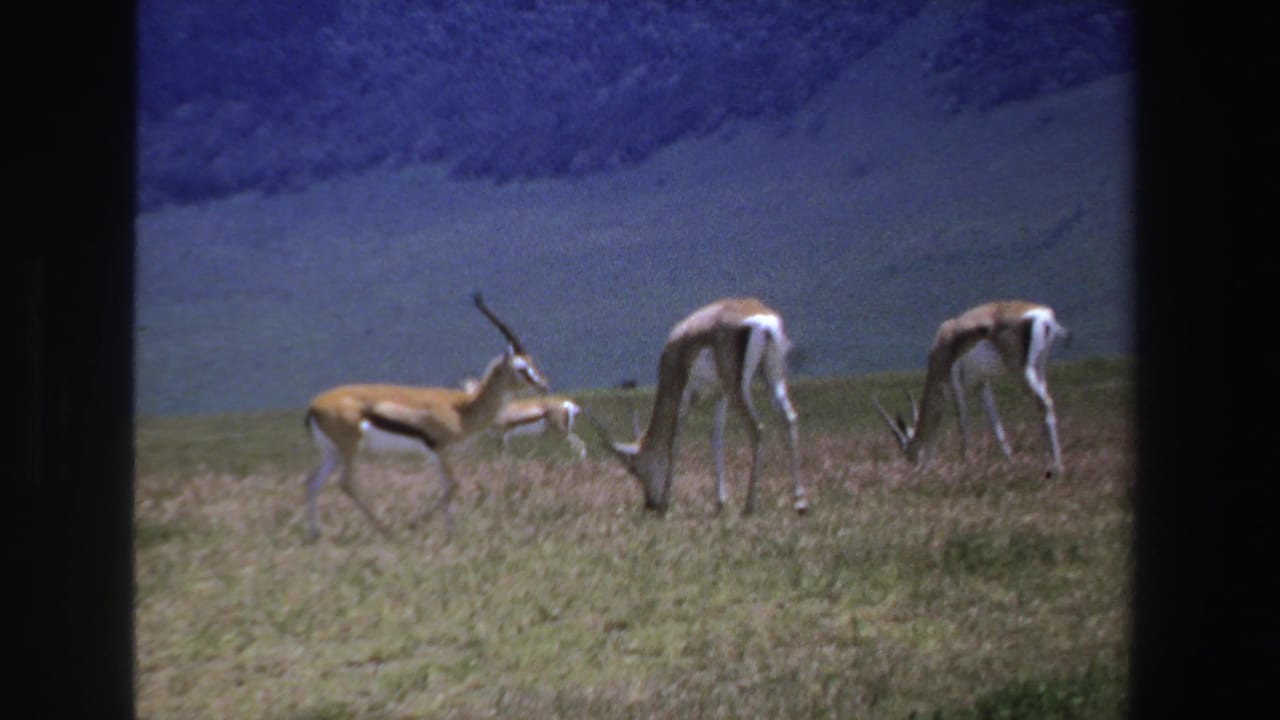 1969 South Africa home-movie frame with antelopes grazing and one animal standing alert in a mountain grassland.