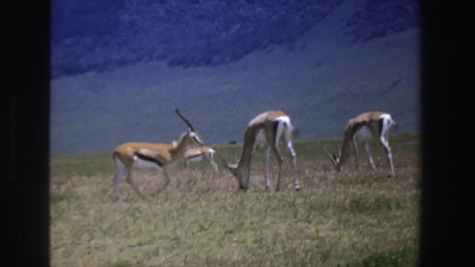 1969 South Africa home-movie frame with antelopes grazing and one animal standing alert in a mountain grassland.