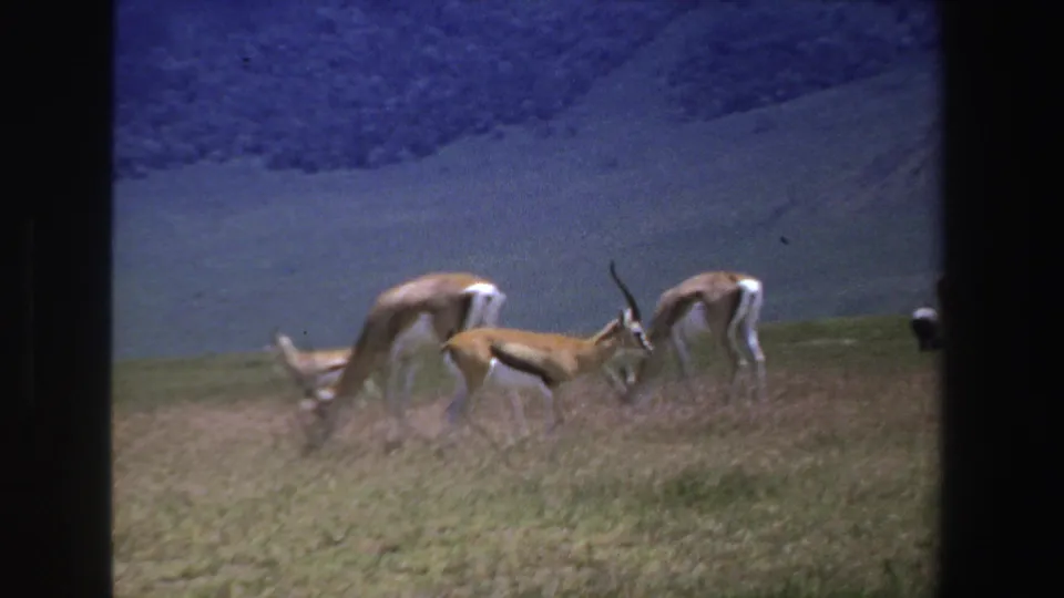 1969 South Africa 8mm frame showing antelopes feeding in tall grass with a blue-toned mountain behind them.
