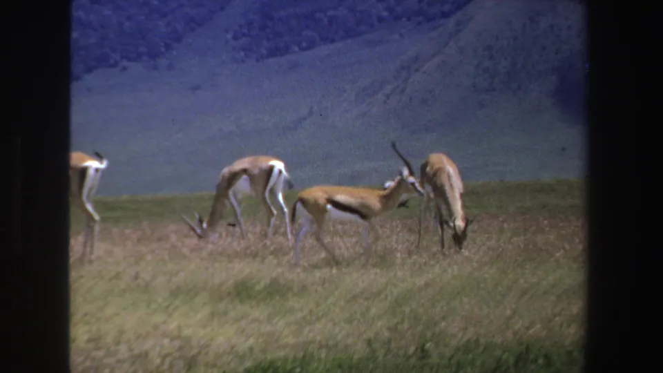 1969 South Africa home-movie frame of antelopes grazing on a sloped grassy field beneath mountains.