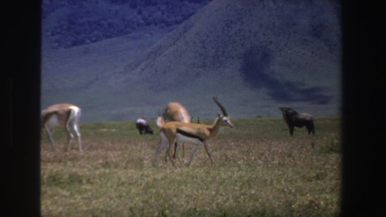 Antelope and wildebeest grazing on open grassland with mountains behind them.