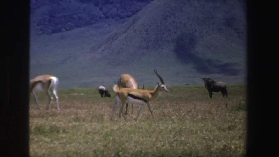 1969 South Africa 8mm frame showing antelope and wildebeest spread across a grassy plain below distant mountains.