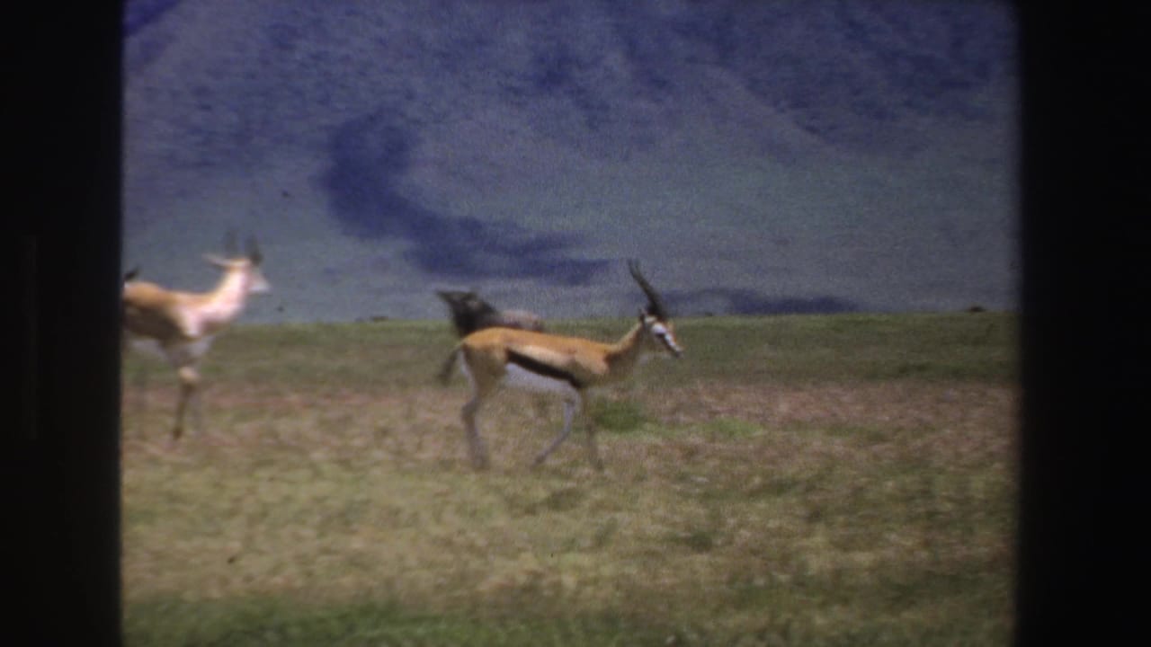 1969 South Africa home-movie frame with an antelope crossing the savanna as wildebeest and other animals remain farther back.
